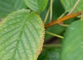 Cherry leaf spot Blumeriella jaapii small circular fungal disease lesions on the leaf of a sweet cherry leaf