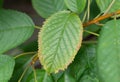 Cherry leaf spot Blumeriella jaapii small circular fungal disease lesions on the leaf of a sweet cherry leaf