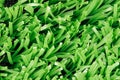 Close up of synthetic grass (Texture)