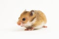 Syrian hamster Mesocricetus auratus isolated on a white background Royalty Free Stock Photo