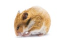 Syrian hamster Mesocricetus auratus isolated on a white background Royalty Free Stock Photo