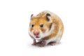 Syrian hamster Mesocricetus auratus isolated on a white background Royalty Free Stock Photo