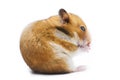 Syrian hamster Mesocricetus auratus isolated on a white background Royalty Free Stock Photo