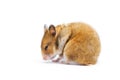 Syrian hamster Mesocricetus auratus isolated on a white background Royalty Free Stock Photo