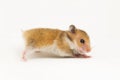 Syrian hamster Mesocricetus auratus isolated on a white background Royalty Free Stock Photo