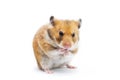 Syrian hamster Mesocricetus auratus isolated on a white background Royalty Free Stock Photo