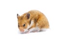 Syrian hamster Mesocricetus auratus isolated on a white background Royalty Free Stock Photo