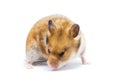 Syrian hamster Mesocricetus auratus isolated on a white background Royalty Free Stock Photo