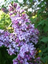 Close-up of syringa vulgaris common lilac branch in the spring garden Royalty Free Stock Photo