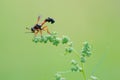 Syrphid of Monoceromyia Royalty Free Stock Photo