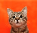 Close up of tabby cat Royalty Free Stock Photo