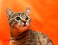 Close up of tabby cat Royalty Free Stock Photo