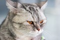 Close up tabby cat british shorthair with orange eyes Royalty Free Stock Photo