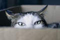 Close-up of a tabby cat in a cardboard box looking curious to the camera.