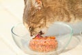 Close Up of Tabby Cat Eating Raw Food from Glass Bowl Royalty Free Stock Photo