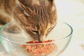 Close Up of Tabby Cat Eating Raw Meat from Clear Glass Bowl Royalty Free Stock Photo