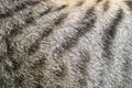 Close-up of tabby cat fur texture background Royalty Free Stock Photo