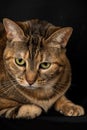 Close-up of a tabby cat with green eyes lying down, looking down, on black background Royalty Free Stock Photo