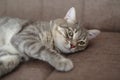 Close up of a Tabby cat napping on the couch Royalty Free Stock Photo