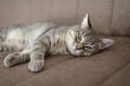 Close up of a Tabby cat napping on the couch Royalty Free Stock Photo
