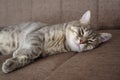Close up of a Tabby cat napping on the couch Royalty Free Stock Photo