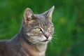 Close up of tabby cat on natural green background