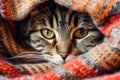 Close Up of a Tabby Cat Peeking Out from a Colorful Knitted Blanket, Domestic Feline Hiding and Resting, Cozy Home Animal Royalty Free Stock Photo