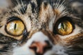 Close up of a tabby cat& x27;s eyes. Generative AI