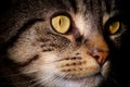 Close Up Of Tabby Cat's Face Royalty Free Stock Photo