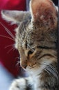 Long Whiskered Brown Tabby Kitten
