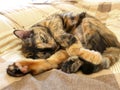 Tabby cat sleeping on bed Royalty Free Stock Photo