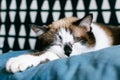 Close-up tabby cat sleeping on blue pillow at the couch in living room. Pet having nap at home. Royalty Free Stock Photo