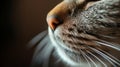 Close-up of a tabby cats nose and whiskers with soft and luxurious fur, looking left in the frame Royalty Free Stock Photo
