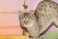 A tabby grey pet cat standing with bloated belly and hair with creative light effect blur background of natural Royalty Free Stock Photo