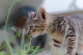Close up of a tabby kitten standing in the grass Royalty Free Stock Photo