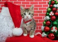 Close up of a tabby kitten standing on Santas shoulder with tree