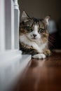 Close up of a tabby and white cat with green eyes lying on a wooden floor Royalty Free Stock Photo