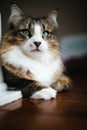 Close up of a tabby and white cat with green eyes lying on a wooden floor Royalty Free Stock Photo