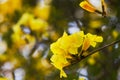 Close up Tabebuia chrysantha flowers that are blooming. Royalty Free Stock Photo