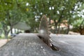 Close up of table circular saw blade in the garden with trees in background. Woodwork, Work hazards at home. Detail view Royalty Free Stock Photo