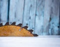 Close up of table circular saw blade. Joiner`s, carpenter`s and carving tools. Notched steel old blade. Industrial background. Royalty Free Stock Photo