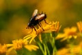 Close-up of a Tachina fly on common ragwort