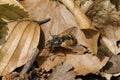 Close-up on a Tachinid fly, Tachina fera sitting on leaflitter