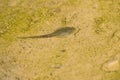 Tadpole Royalty Free Stock Photo