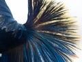 Close up of tail betta fish on white background Royalty Free Stock Photo