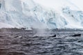 Tail of a humpback whale in the Antarctic Royalty Free Stock Photo