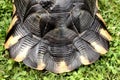 Close up on the tail of a rare terrestrial turtle