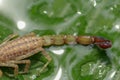 Close up of the tail and stinger of Leiurus hebraeus, the Hebrew deathstalker or Israeli yellow scorpion. A deadly scorpion that Royalty Free Stock Photo