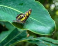 Tailed Jay Butterfly Lands on a Green Leaf