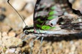 Close up Tailed Jay butterfly with have green spots on wings Royalty Free Stock Photo